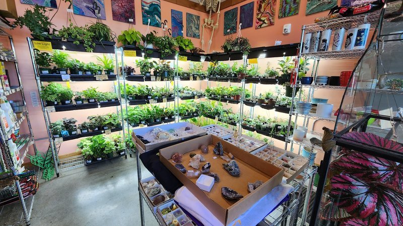 Organized crystal display with labeled stones and healing minerals