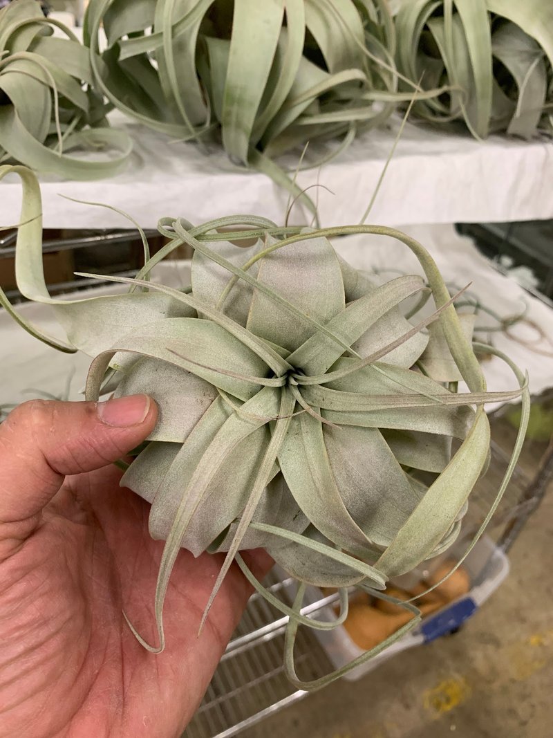 Organized crystal display with labeled stones and healing minerals